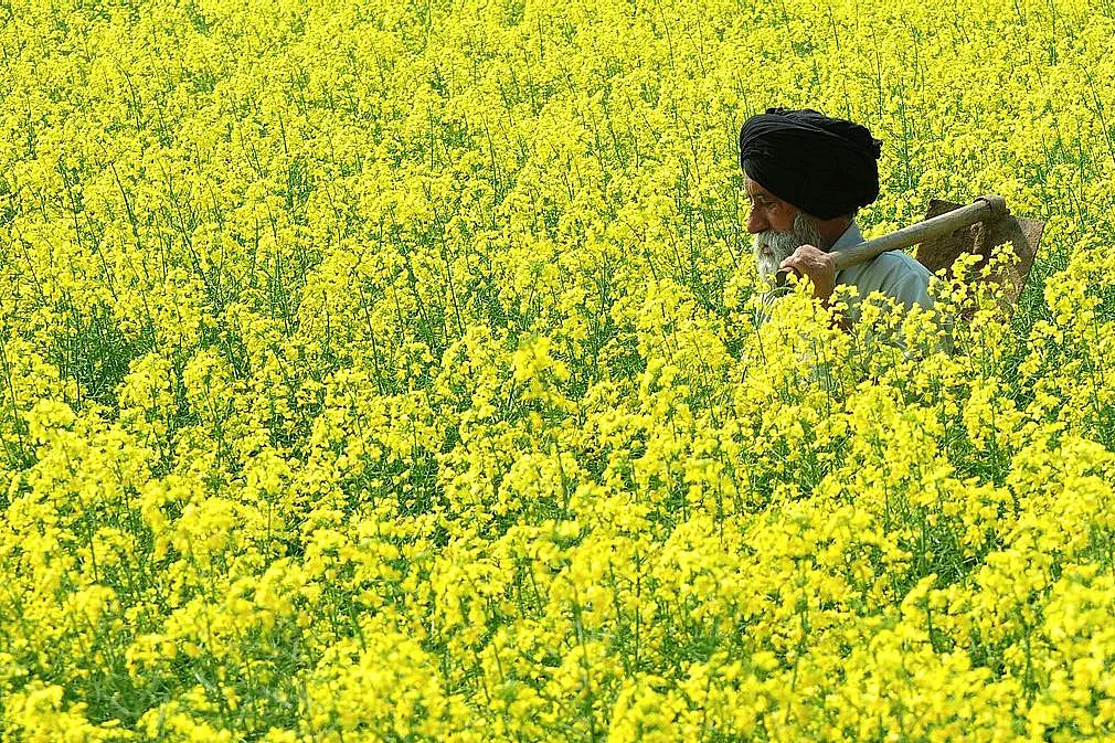 How Excess Post-Monsoon Rains In The Country Are Set To Boost Production Of Rabi Crops
