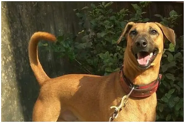 Tamil Nadu’s Combai Dog Known For Its Ferocity And Strength Joins CRPF Dog Training Program