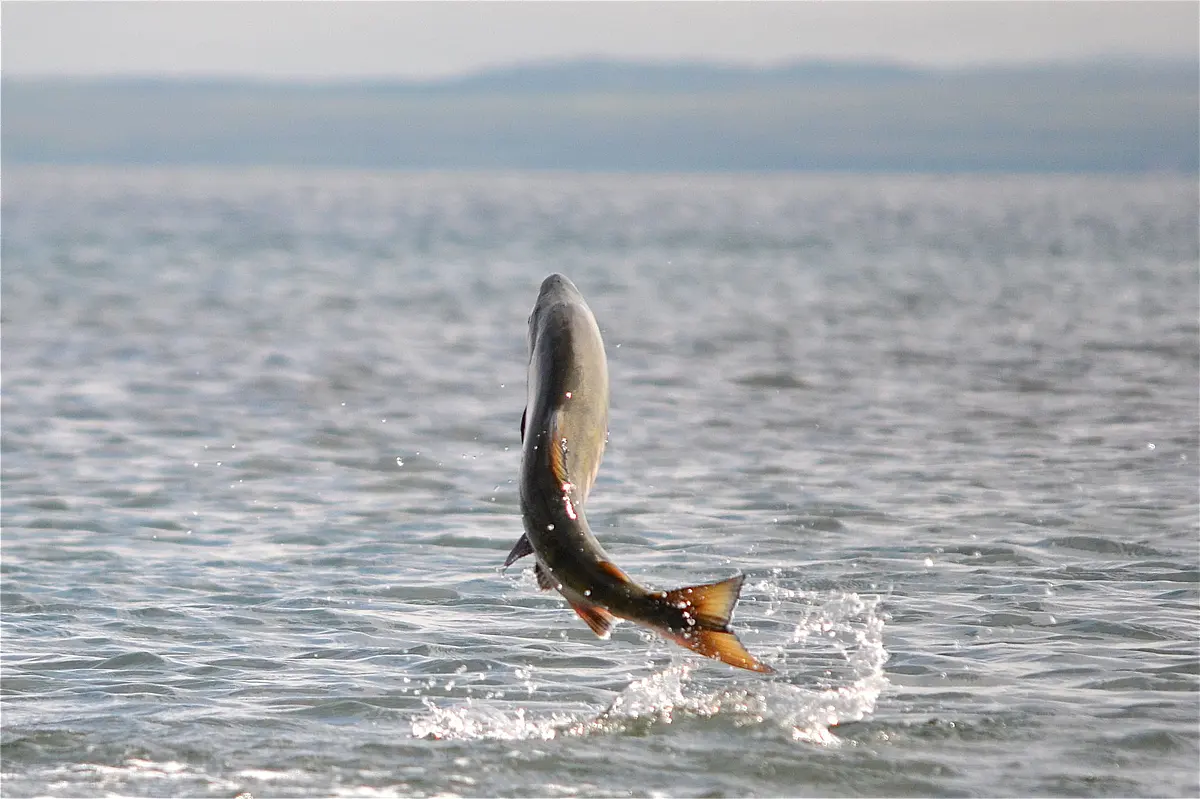 This Organism Living Inside Salmon Reveals Yet Again The Diversity Among Living Beings In Something As Simple As Respiration