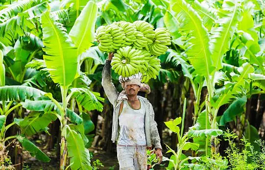 Nation-Wide Coronavirus Lockdown Peels Off Banana Growers’ Hopes