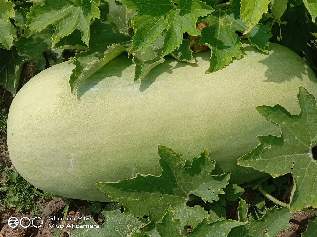 An Araga ashgourd 