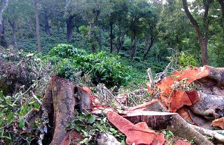 EIA Draft Notification 2020 Explained: Will It Harm Environment As Alleged By Critics And Opponents?