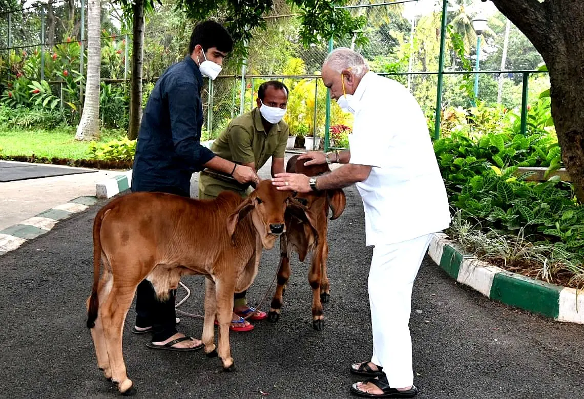 Karnataka: Yediyurappa Govt Looks To Ban Cow Slaughter; BJP Promised Anti-Cow Slaughter Law In Manifesto