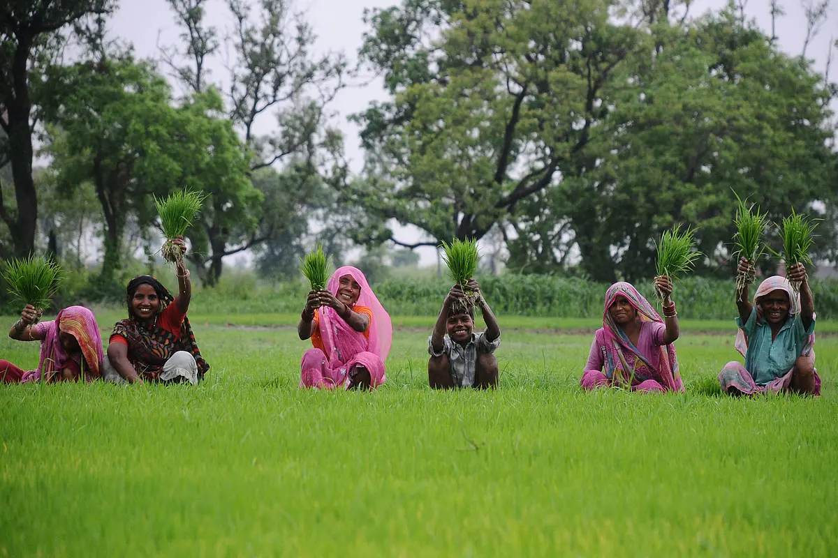 Govt's Paddy Procurement At MSP Surges 23 Percent To Reach Record High Of 47.9 Million Tonnes