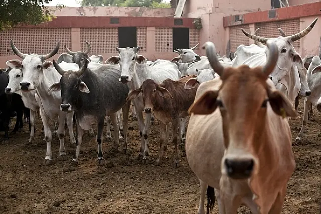 No, Allahabad High Court Has Not Said Cow Slaughter Act Is Being Misused Against Innocents; Media Misreports