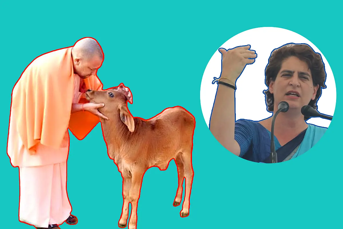 Congress Walks A Tightrope In Attacking Yogi Adityanath On The Issue Of Cows, Links Cows And Farmers To Corner Him