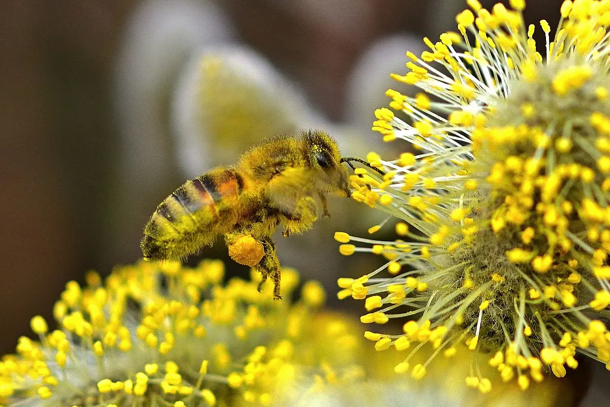 Uttarakhand Gives India Its First Pollinator Park With Diverse Flora To Attract Fauna And Shelter Eggs And Larvae