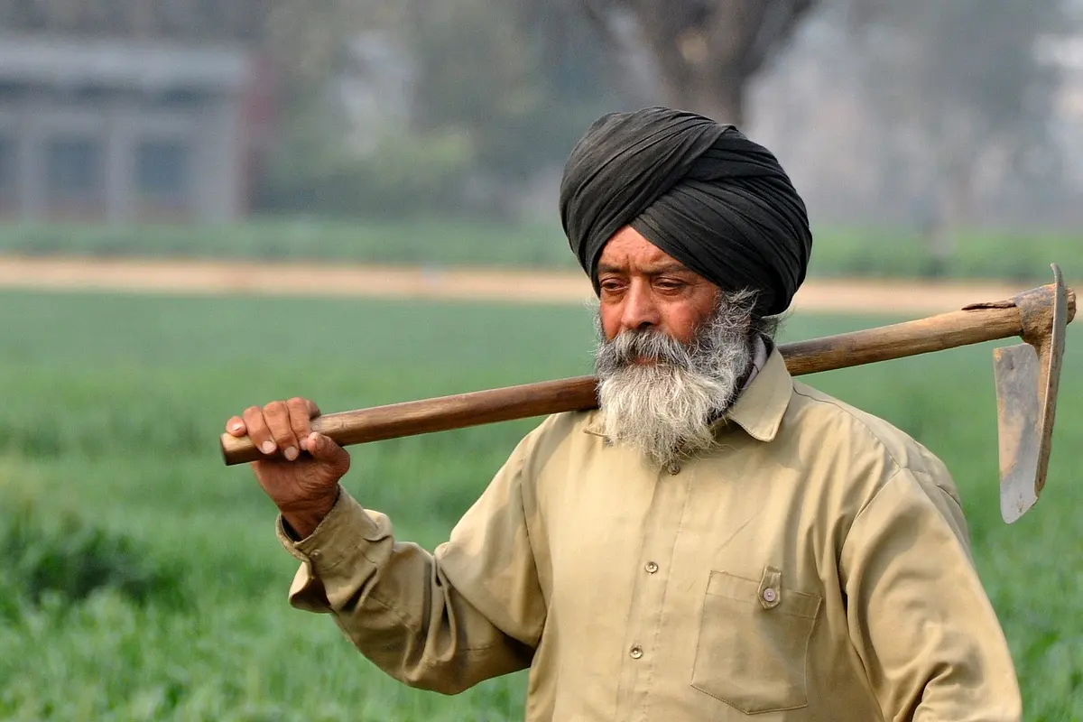 Modi Government's MSP Procurement: CCI Buys Nearly 50 Per Cent Of Punjab's Estimated Cotton Output