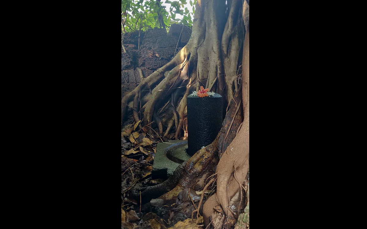 Tuluveshwara: Where Nature Guards What Man Didn’t Care To
