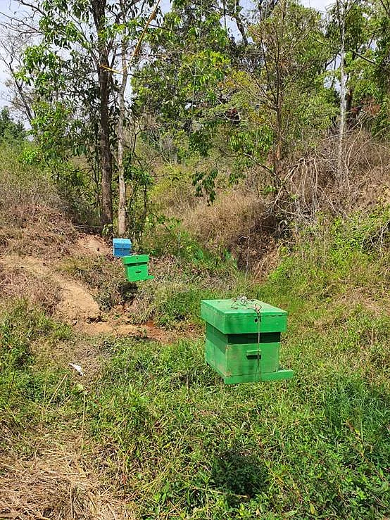 ‘Bee-Fences’ Set Up To Scare Away Elephants And Prevent Human-Animal Conflict In Karnataka
