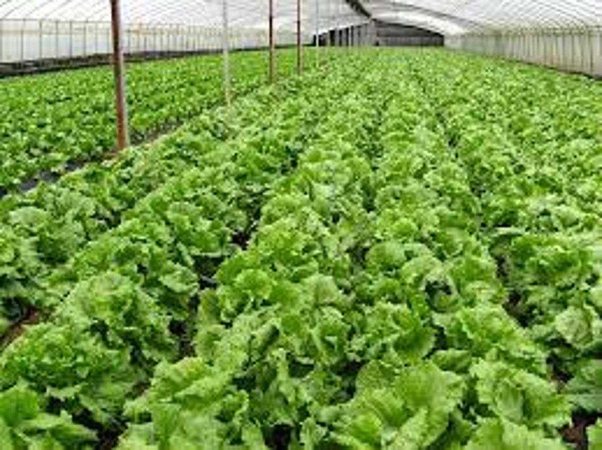 Organic Certification Given To More Than 14,000 Hectare Area In Andaman And Nicobar: Report - Vimarsana News