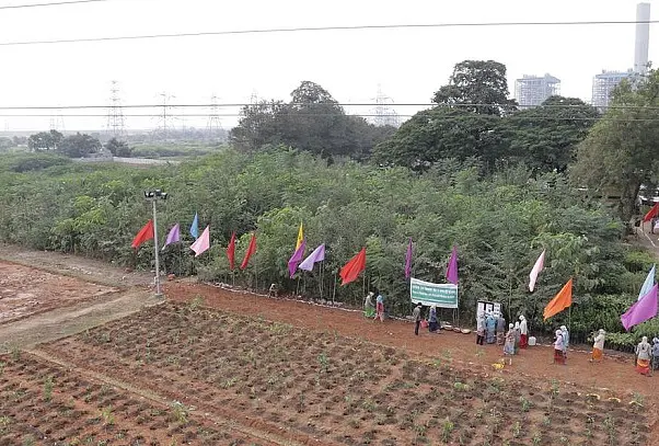 Telangana: NTPC Adopts Miyawaki Method, Develops Mini Forests In Ramagundam With Over 14,000 Trees