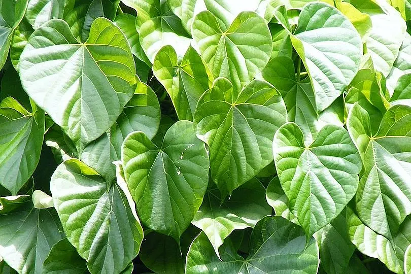 'Completely Misleading': Govt On Study Linking Ayurvedic Medicinal Herb Giloy To Liver Damage