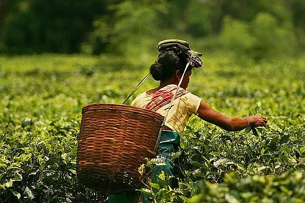 India’s Largest Tea Company Has Filed For Bankruptcy, But It Has Little To Do With Tumult In Tea Industry