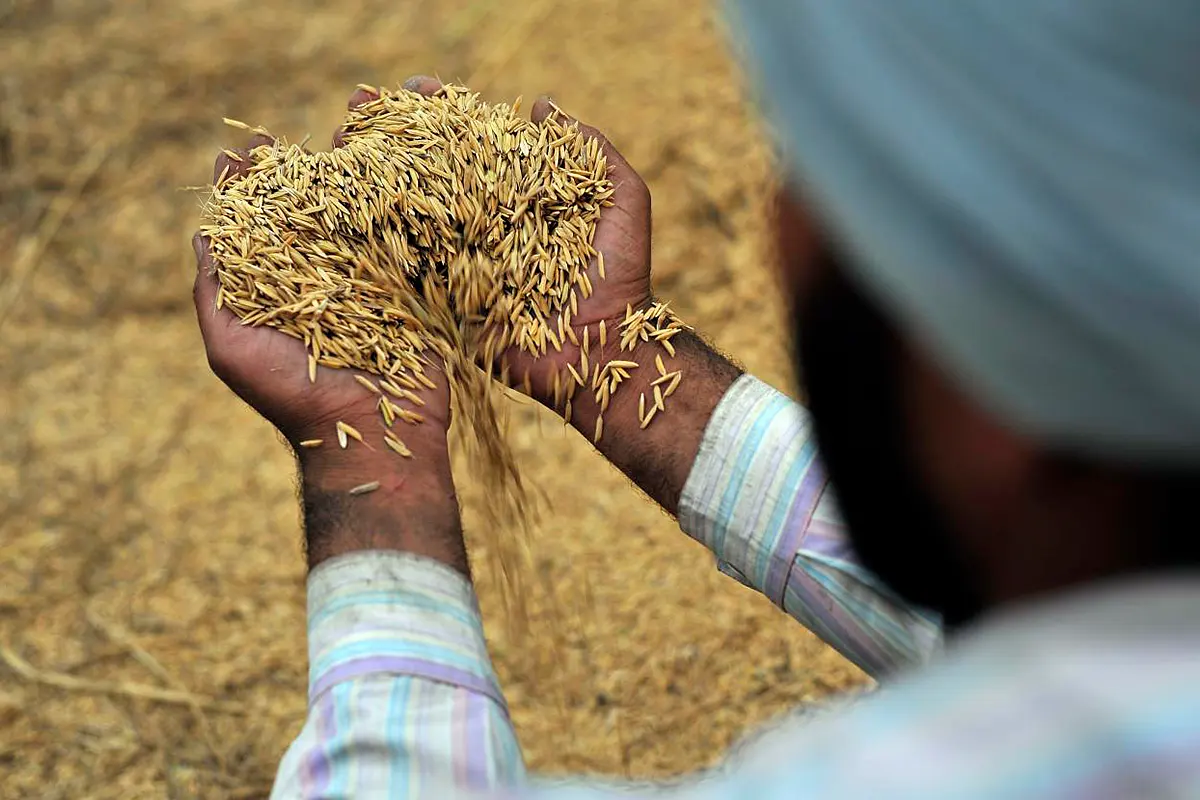 MSP Hike For Rabi Crops Announced: New Rate For Wheat Gives 100 Per Cent Returns To Farmers, Says Government