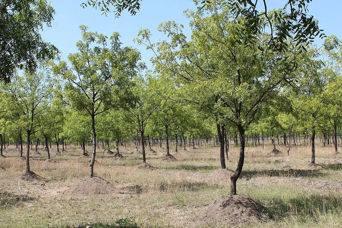 Govt Launches Programme For Cultivation Of Medicinal Plants On 75,000 Hectares Of Land Across The Country In Next One Year