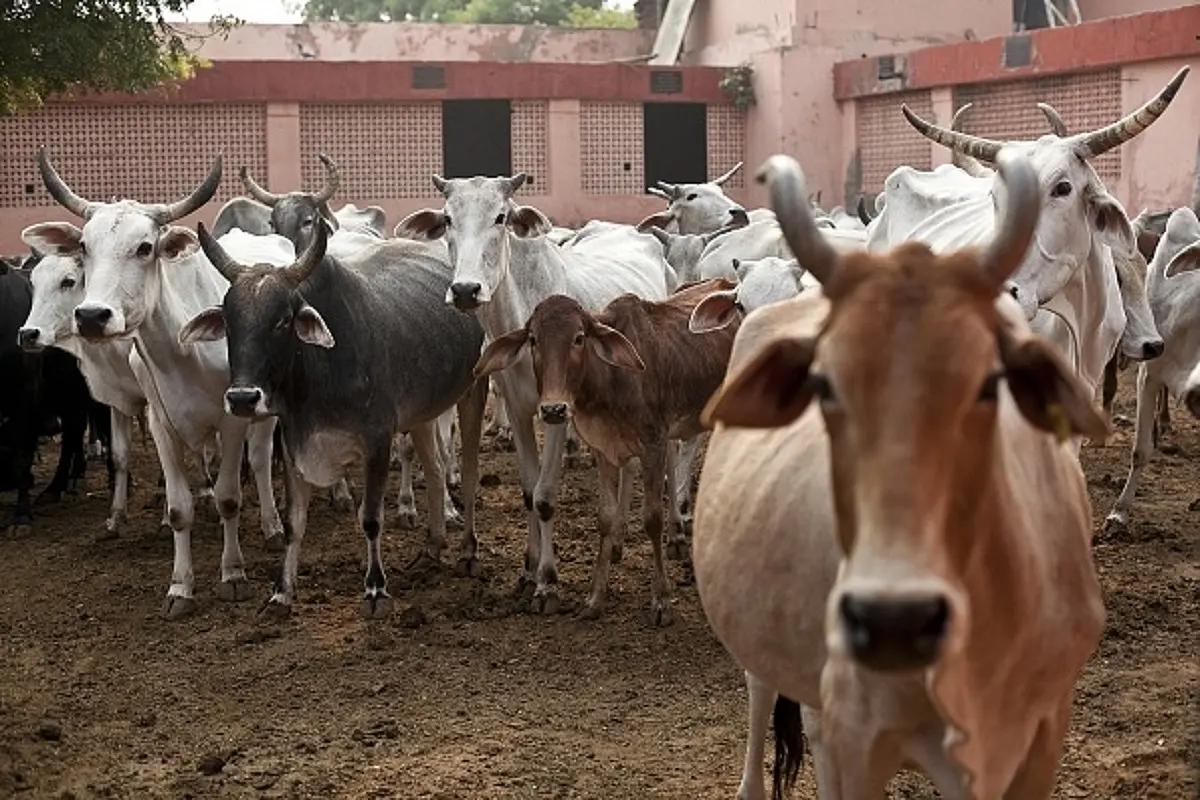 Karnataka Has Saved Over 20,000 Cattle From Illegal Slaughter Since The Implementation Of Prohibition Of Cow Slaughter Act