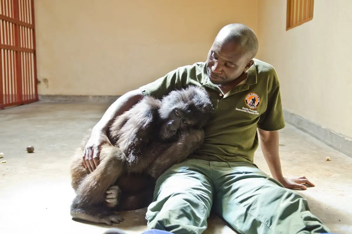 Mountain Gorilla Ndakasi, Beloved Star Of Viral Selfie, Is No More