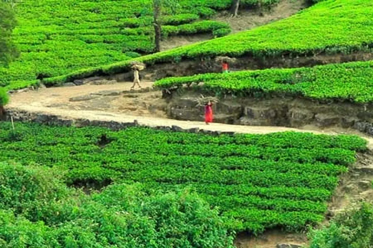 Sri Lanka: President Rajapaksa Reiterates 'Green Agriculture' Policy Even As Govt Partially Lifts Ban On Use Of Chemical Fertilisers