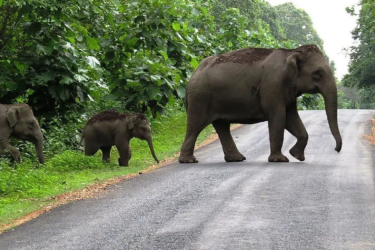 Wildlife Body Raises Concern Over Raging Human-Elephant Conflict In Odisha