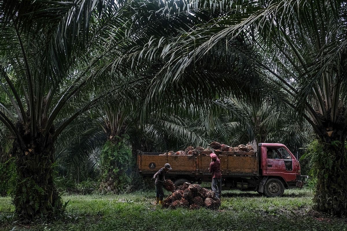 India Tells Indonesia To Boost Palm Oil Exports In Order