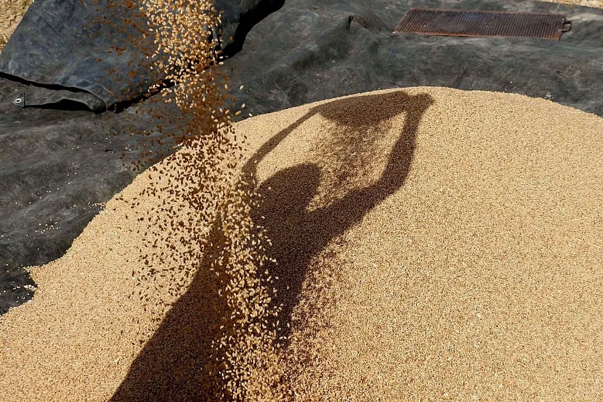 India Bans Wheat Exports With Immediate Effect To Control Rising Domestic Prices