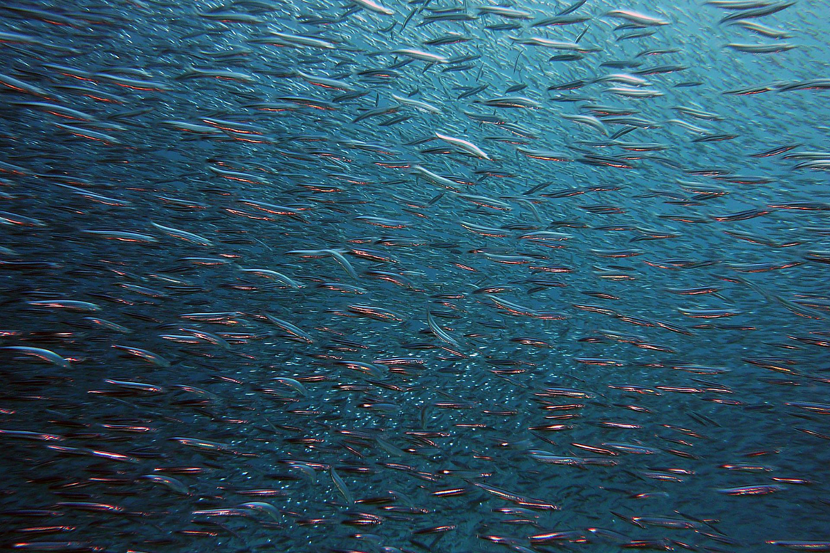 Did It Actually Rain Fish In Telangana? Can There Be Something Like 'Fish Rain'?