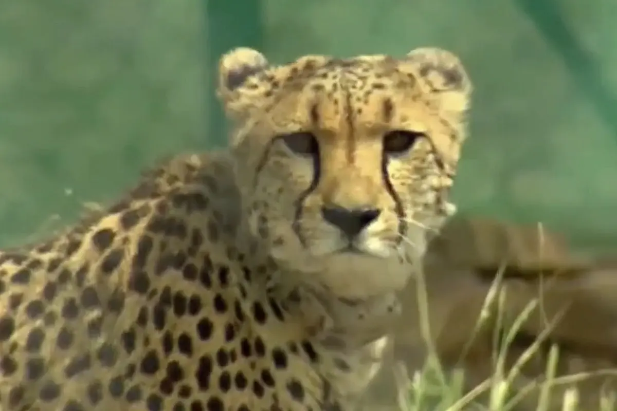 PM Modi Releases Cheetahs In Special Enclosure At Kuno National Park In MP, Also Clicks Their Photos