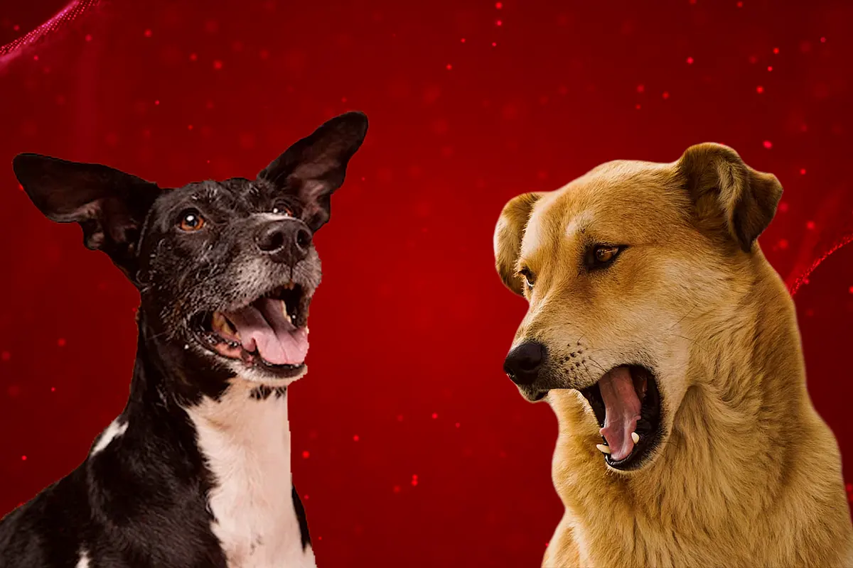Madhya Pradesh: Pack Of Stray Dogs Kill Five-Year-Old Girl
