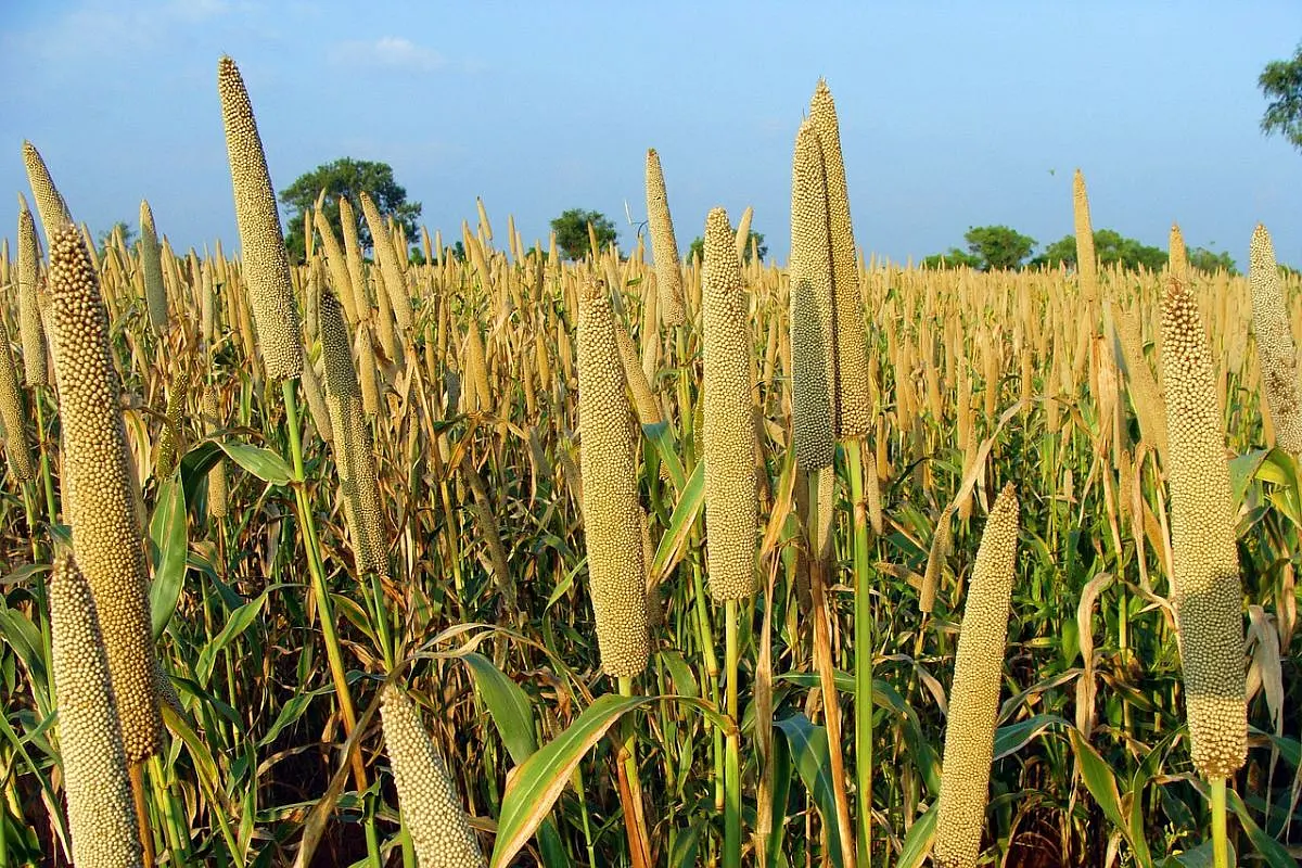 How GOI Is Preparing To Mark 2023 As The International Year Of Millets