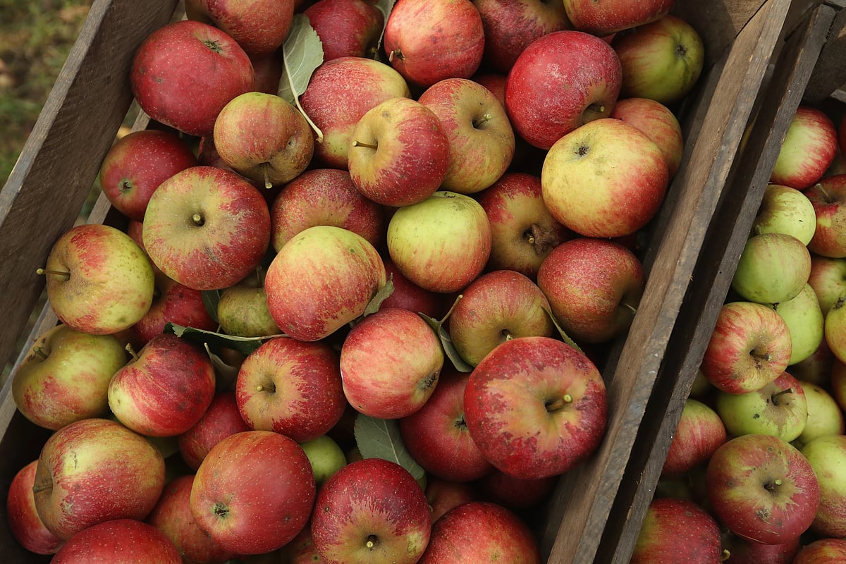 For The First Time Ever, German Apples To Be Sold In India; To Arrive