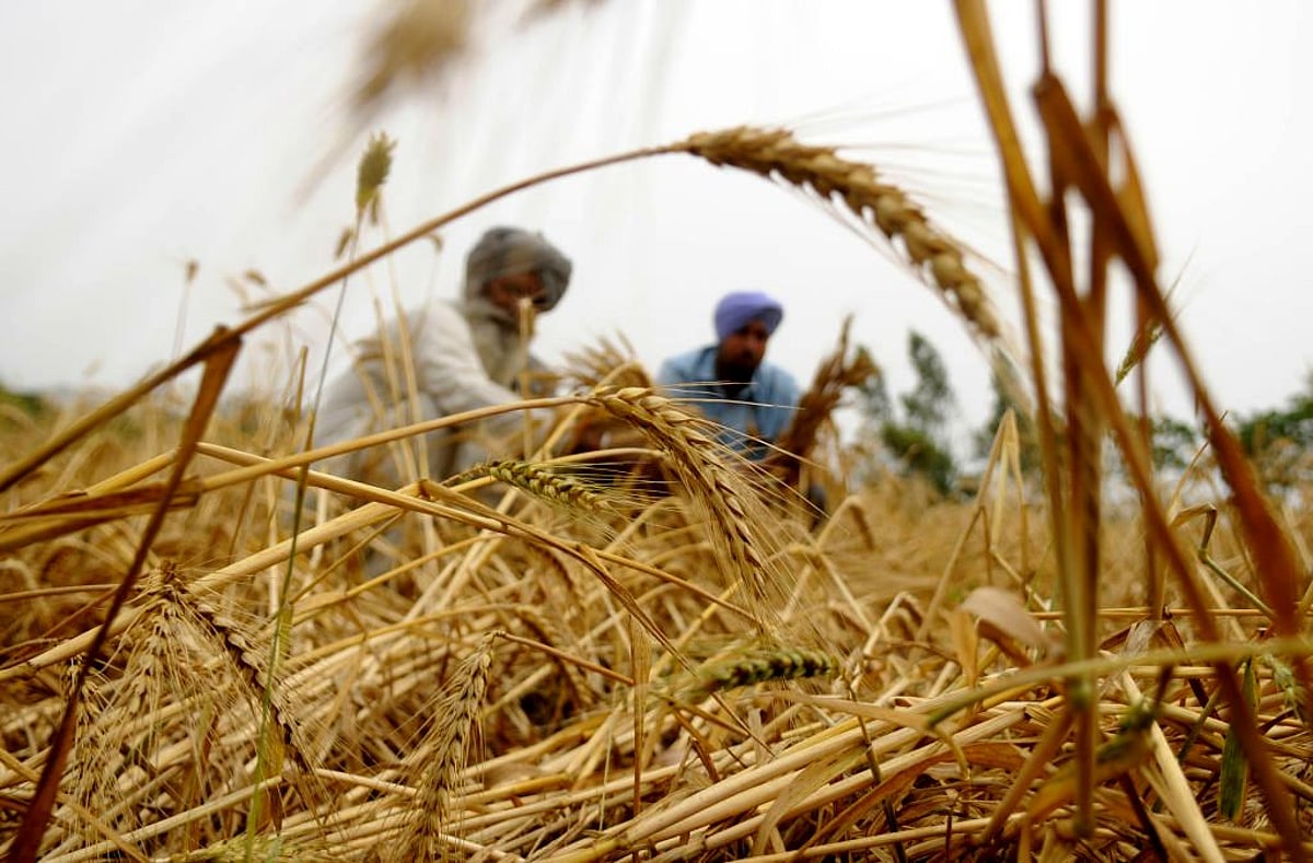 India Is Set To Harvest Record Wheat Crop This Year, But There’s Not-So ...