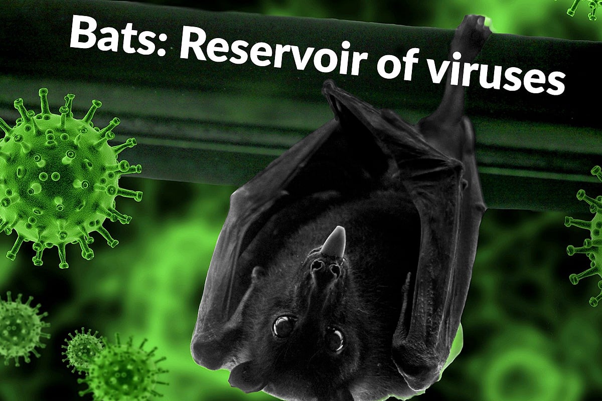 How Bats, The Reservoir Of Viruses, Can Live With Coronavirus Without