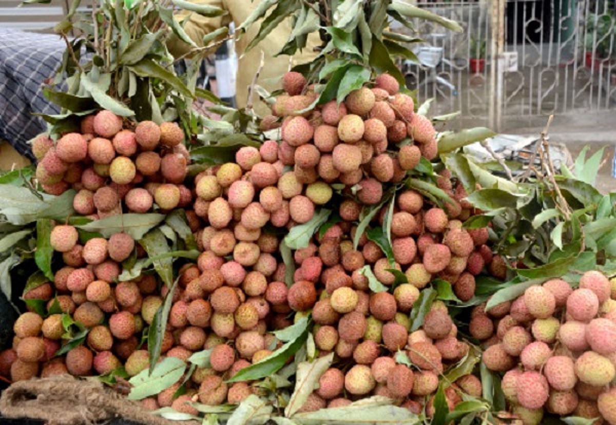 shahi litchi tree