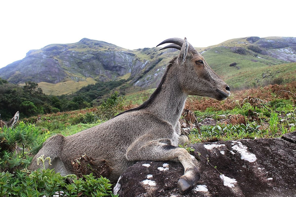 Nilgiri Tahr Conservation Tamil Nadu Announces Project ecbc-energy-conservation-building-code