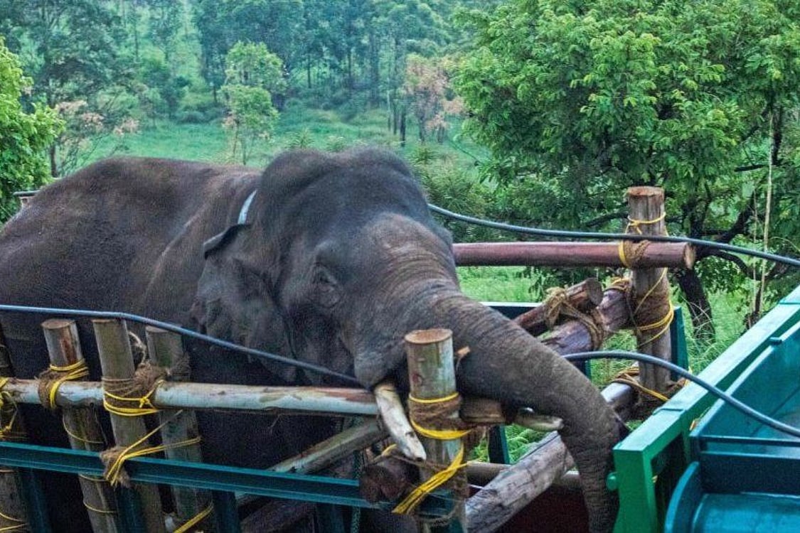 After Kerala, Now TN Residents In Fear Of Arikomban As Rogue Elephant Moves Into Theni Dist From Periyar Reserve Crossing Inter-State Border