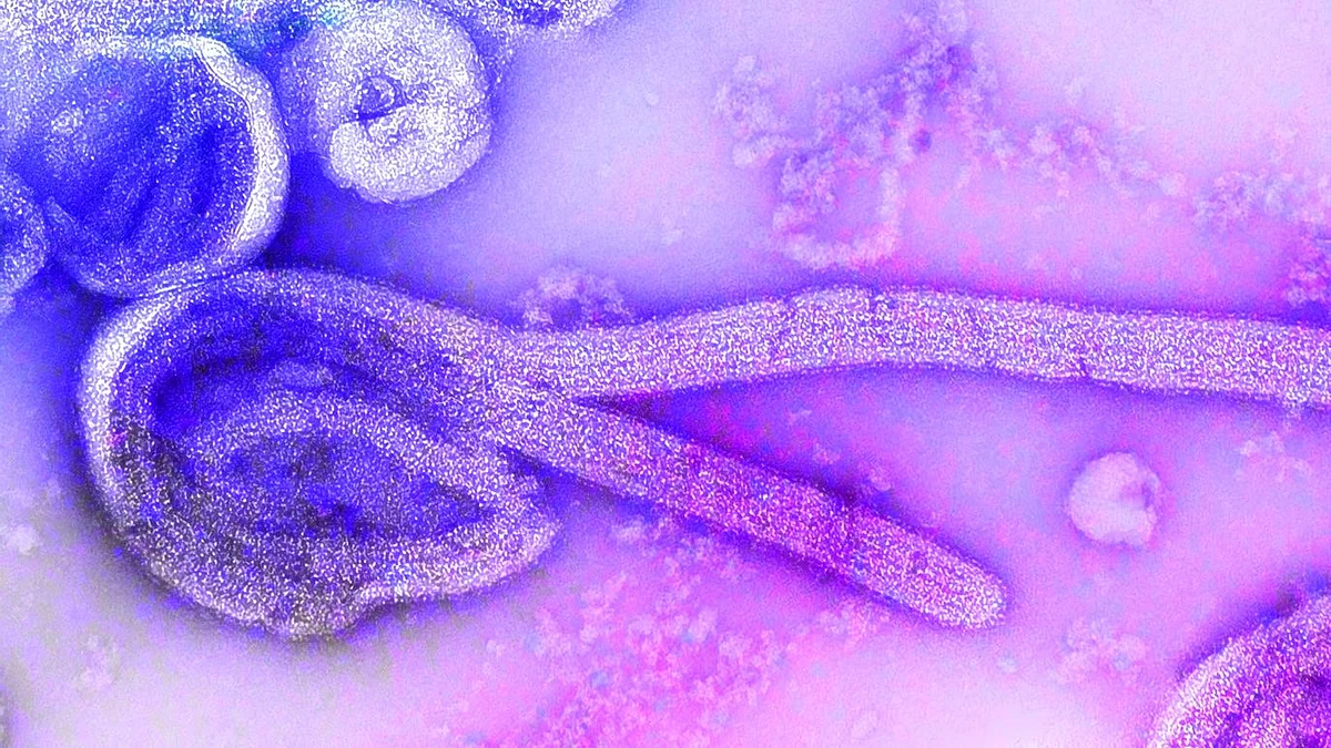 Congo Fever: Here's what you need to know about the virus that put Palghar district on alert