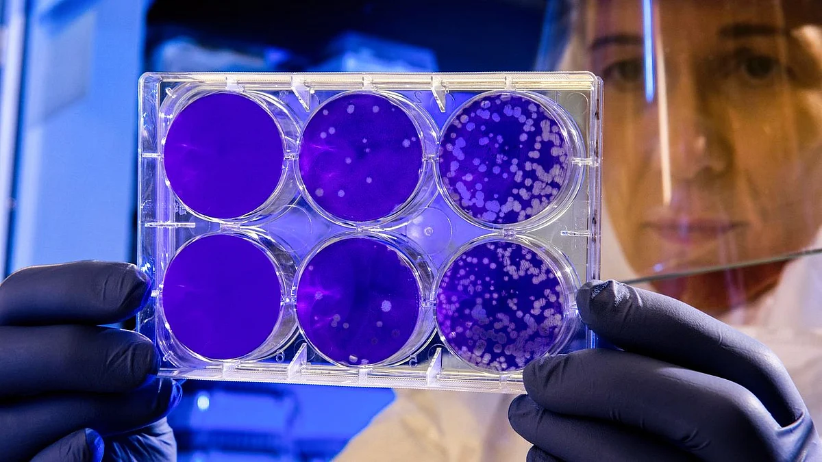 Cat que virus: ICMR warns of danger posed by another virus from China
