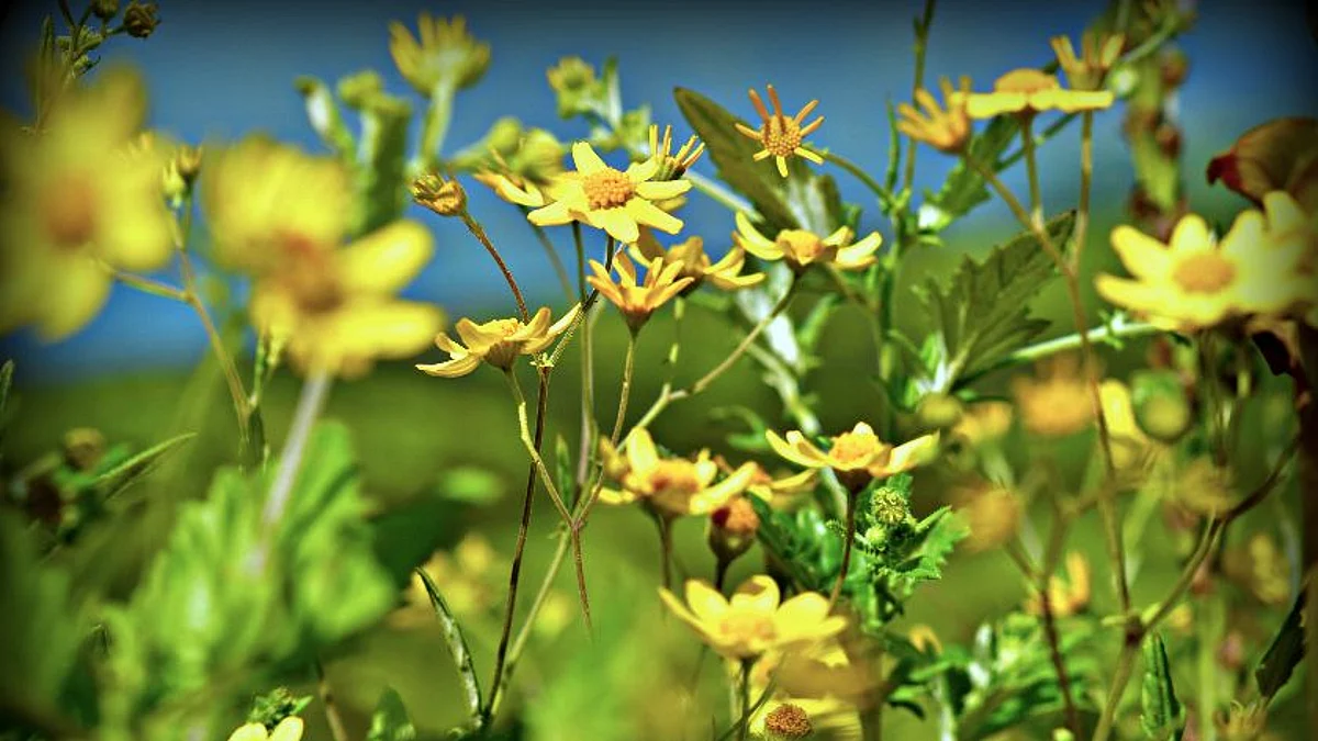 Planning a short trip to Kaas Plateau? Here's why you should wait for at least a month