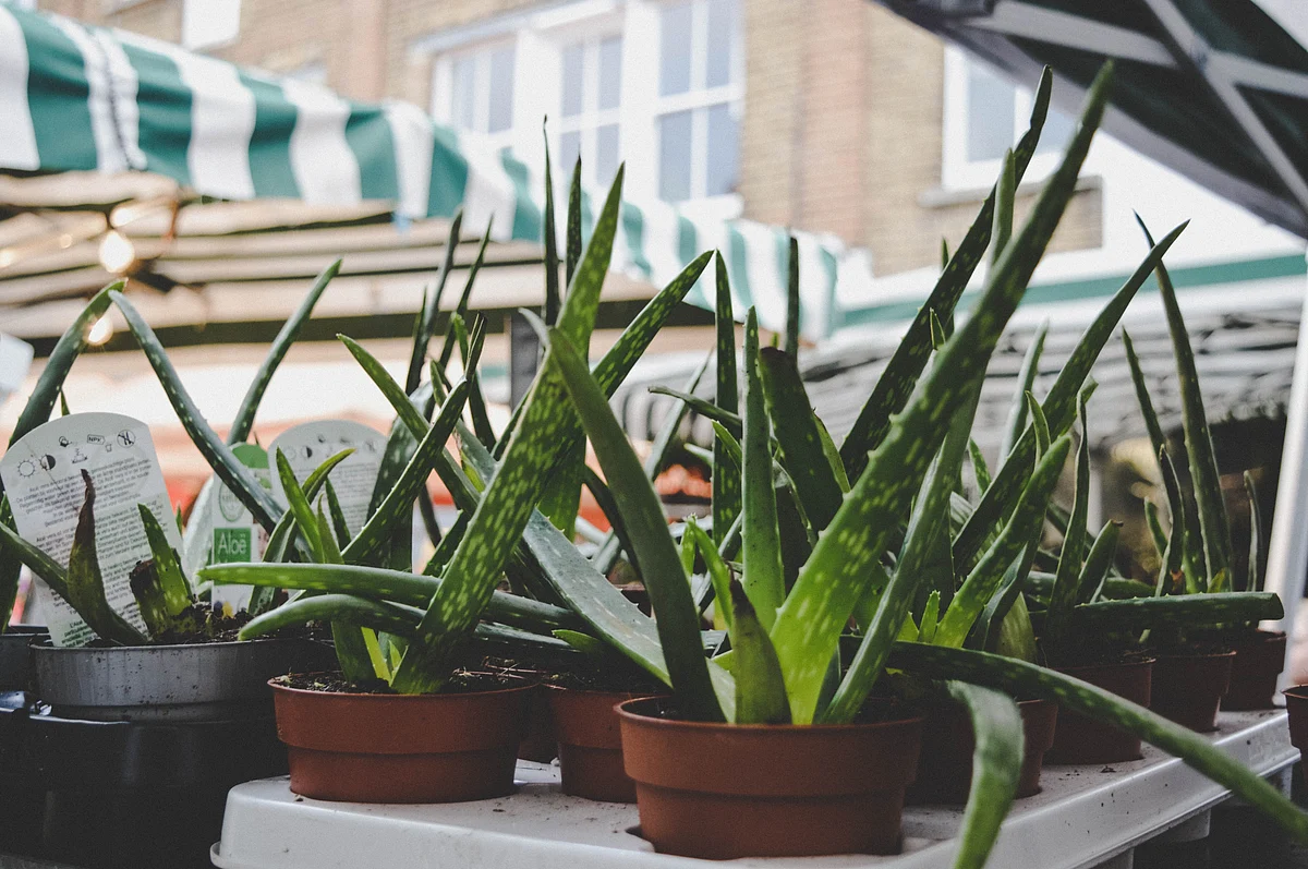 Aloe vera and Almond oil