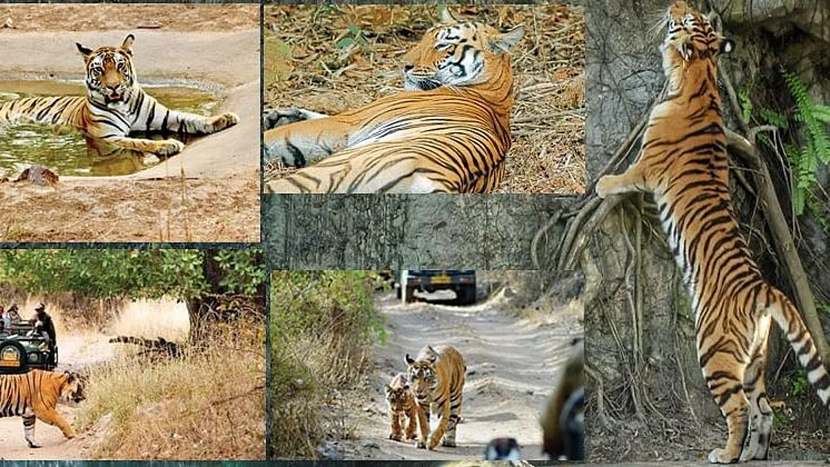 Chandrapur: Tadoba-Andhari Jungle Safari houseful ahead of New Year celebrations