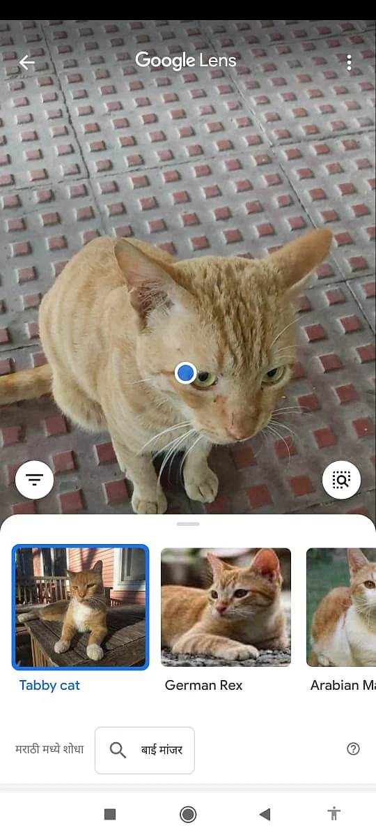 Google Lens identifies animals apart from plants and reptiles.