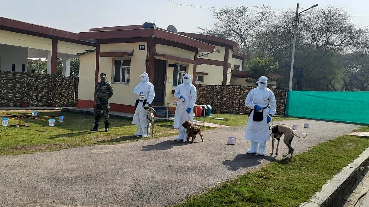 Why wait for test? Indian Army now trains dogs to sniff out COVID-19