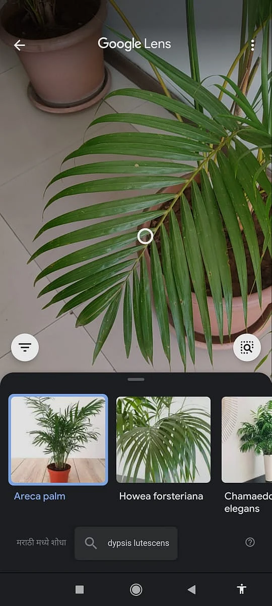 An overview of the flora & fauna identification feature on Google Lens.