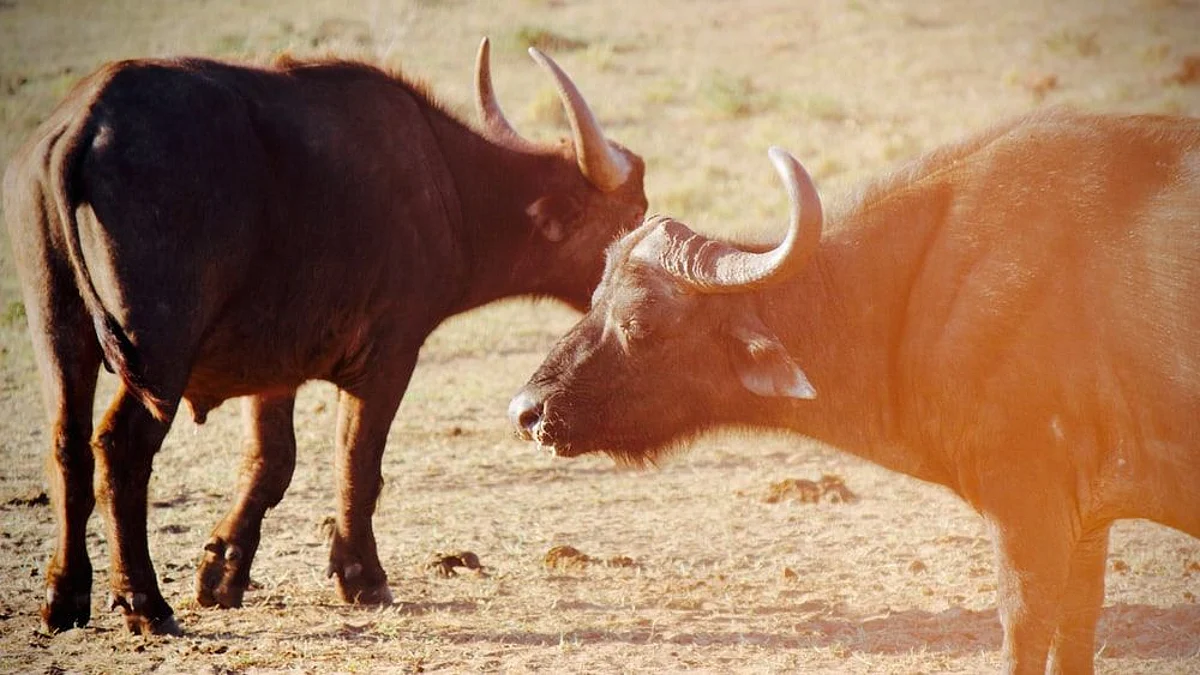 Welcome to Goa that you've ‘never seen’: A hush-hush call to witness an illegal bullfight