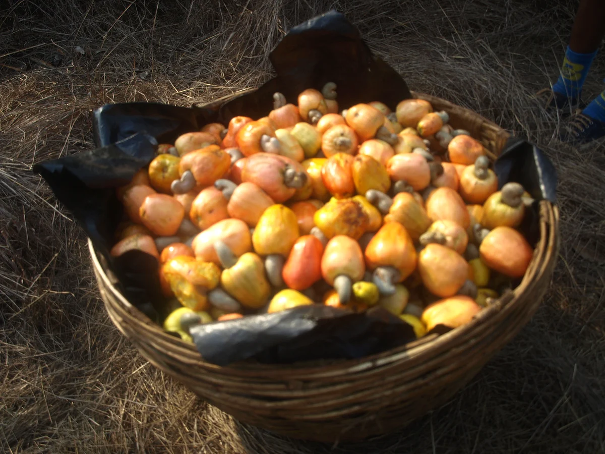 Goan Feni is distilled from the fermented juice of cashew apples