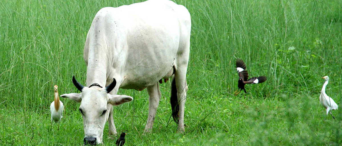 How India's cows can save the earth -- by feeding on seaweed