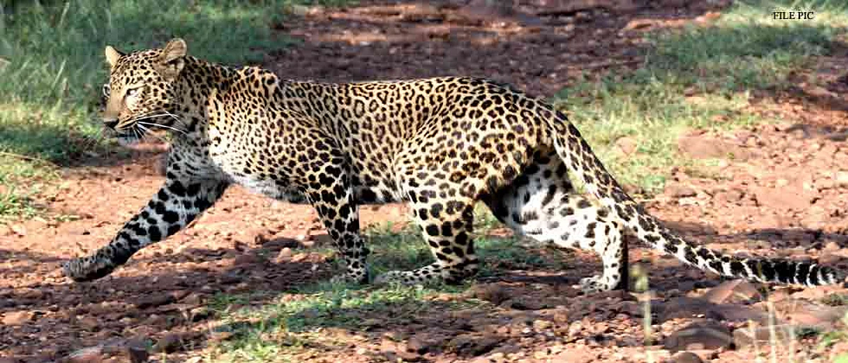 Leopard killed in accident on Pune-Nashik highway