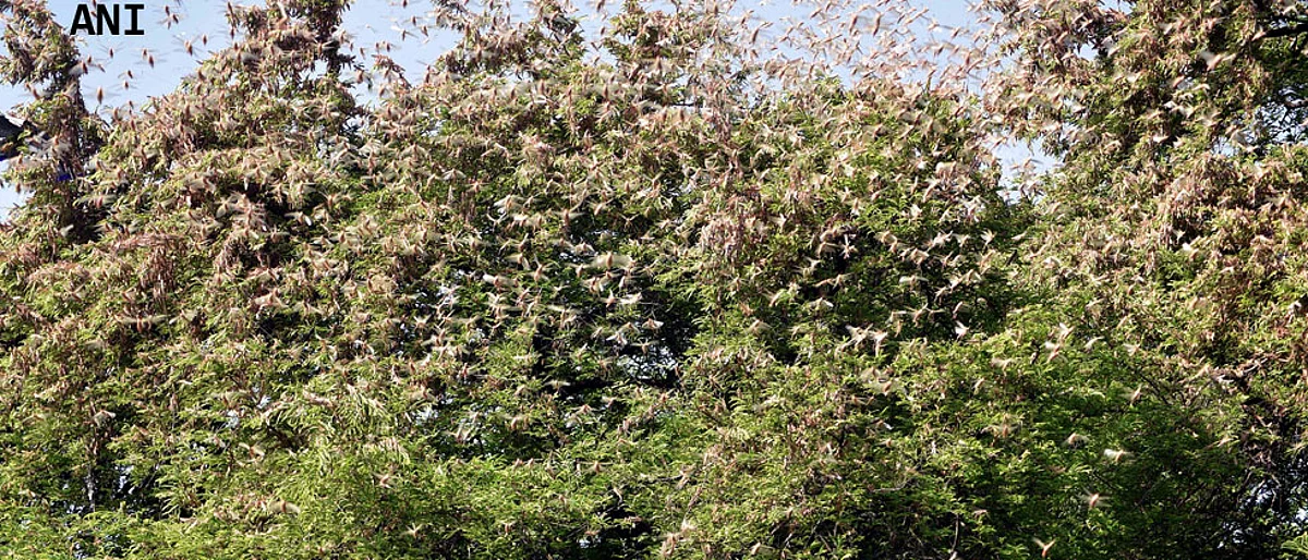 Desert locusts invade Maharashtra's Vidarbha region