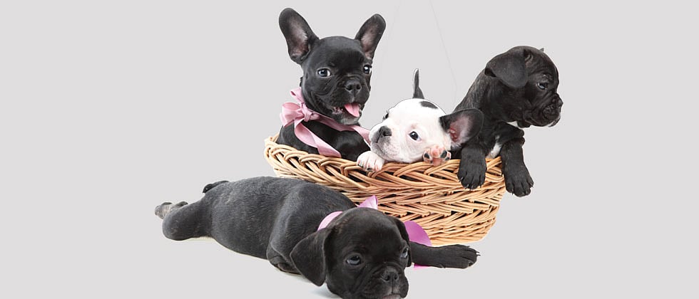 how to get a dog breeding licence